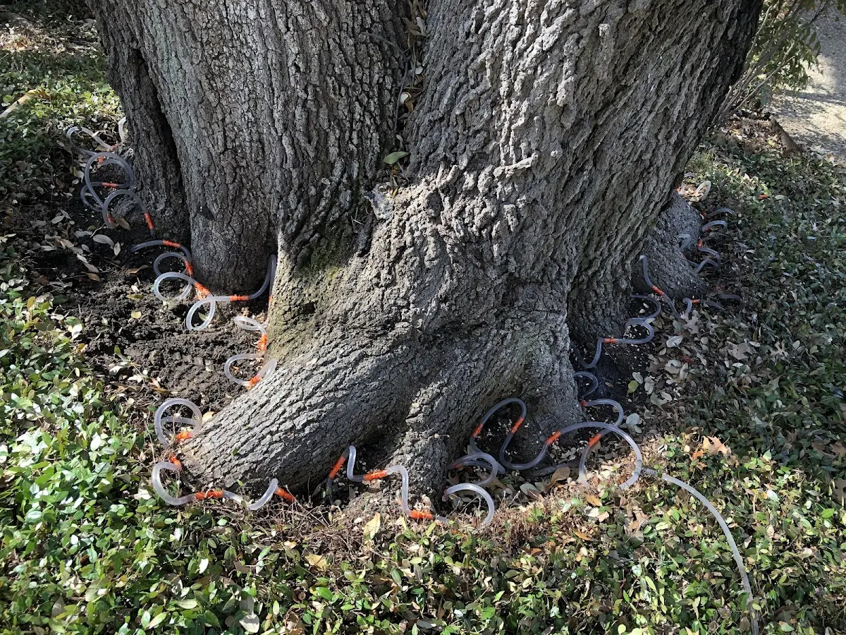 Detailed Tree Cabling and Bracing job site in Isola