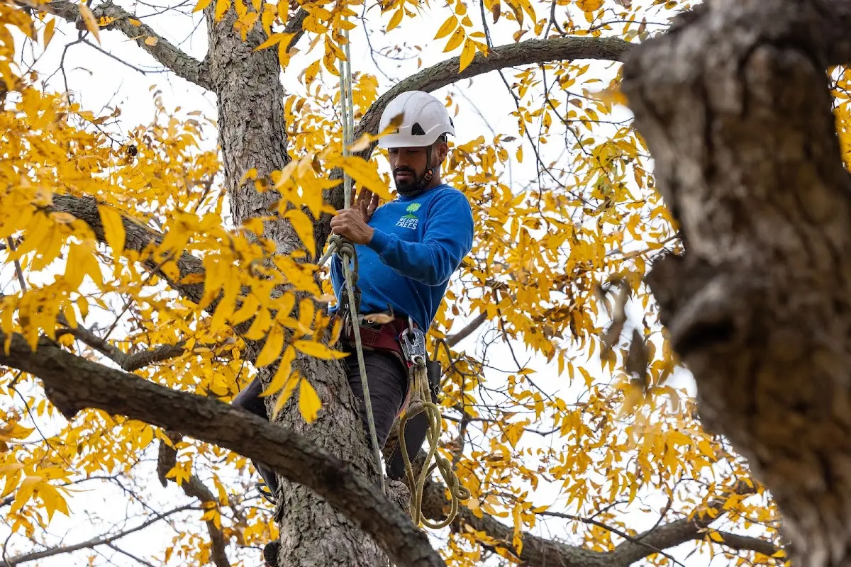 Skilled Tree Planing crew working in Isola