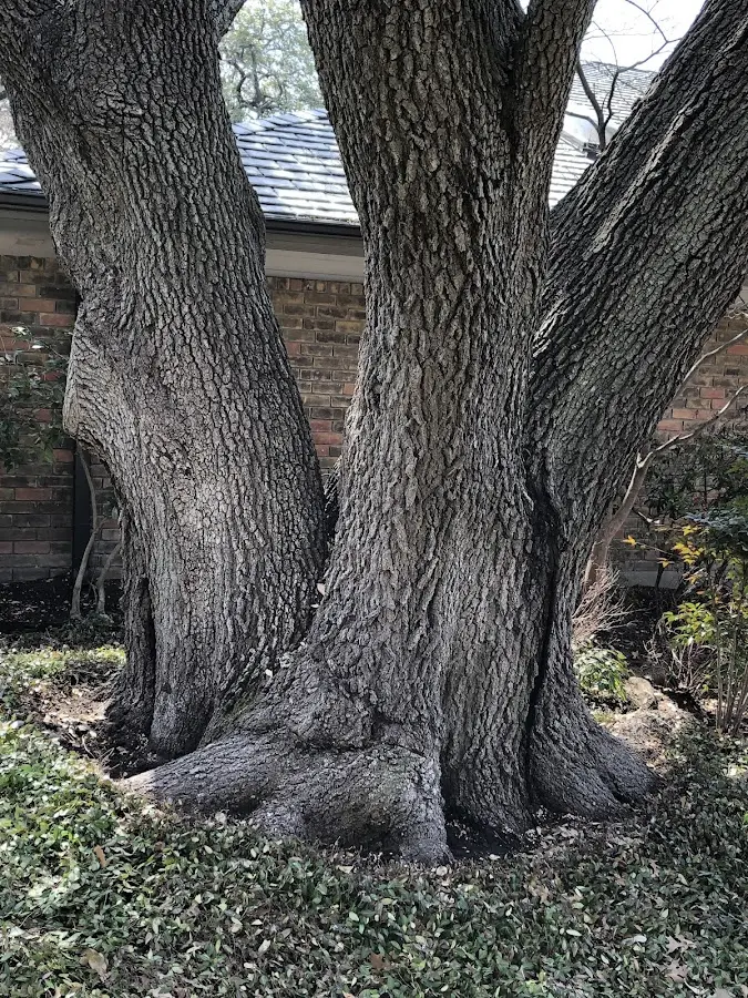 Mature heritage tree close to a Isola property cared for by certified arborists